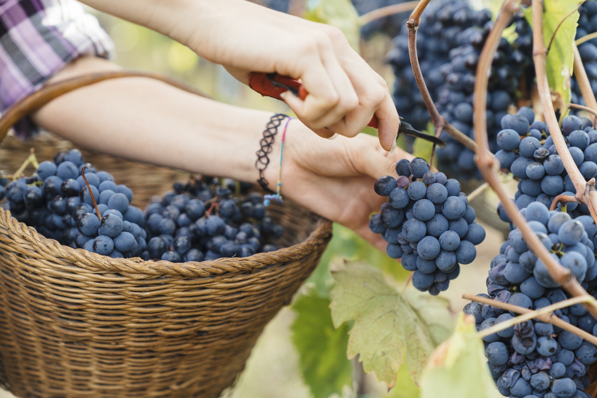 group of people harvesting grapes in a vineyard