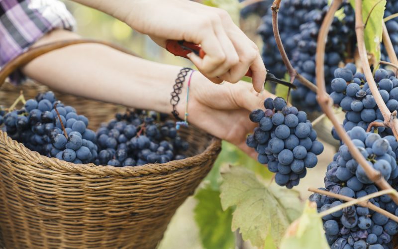 group of people harvesting grapes in a vineyard